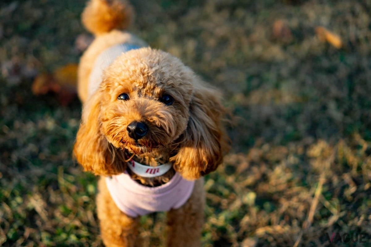うれしいわんちゃん用サービスも「ウェルカムおやつ ・充実アメニティ ・犬ごはん」