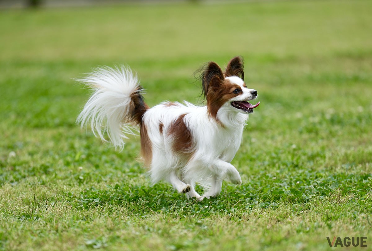 ペットとの思い出に、愛犬と泊まれるプライベートドッグラン付きの部屋