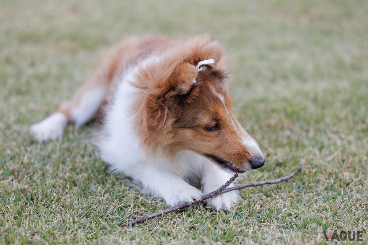 ペットとの思い出に、愛犬と泊まれるプライベートドッグラン付きの部屋