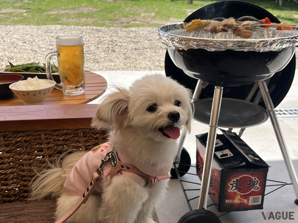 愛犬と一緒に安心してBBQ体験が可能