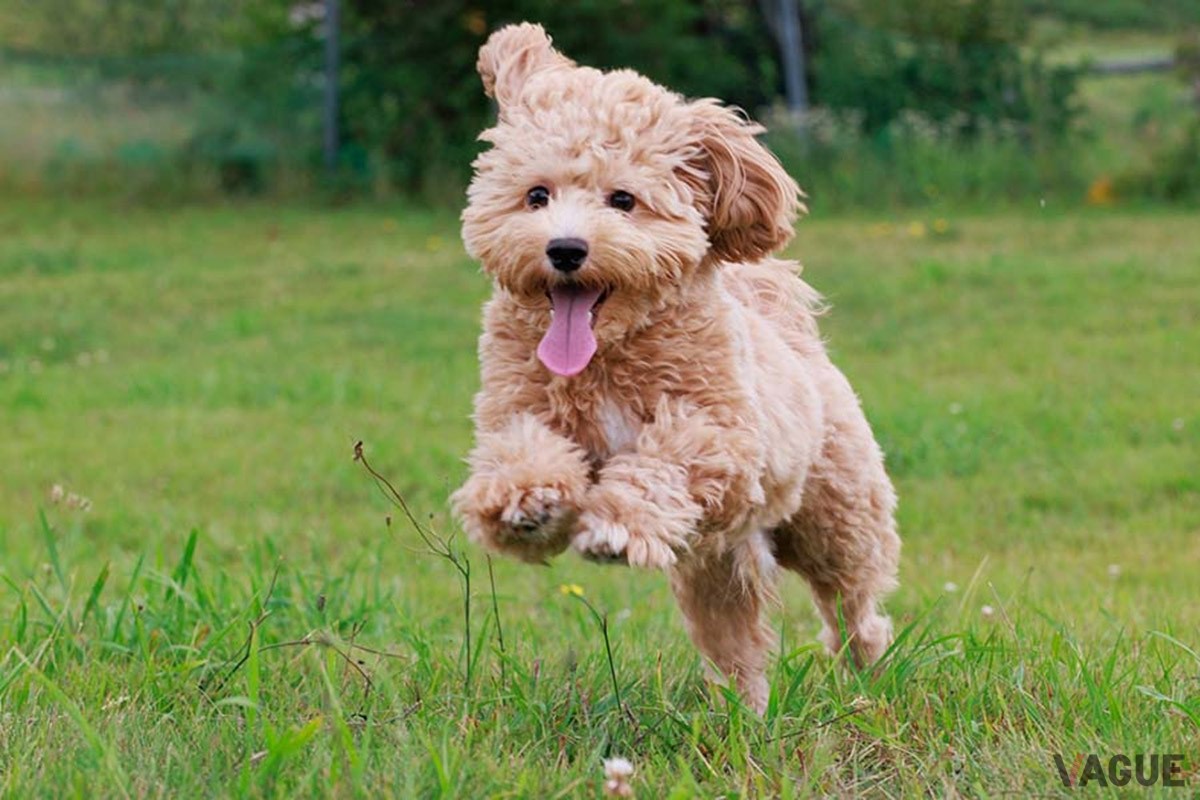 プライベートドッグラン、専用ドッグプールなど愛犬との特別な時間を過ごす