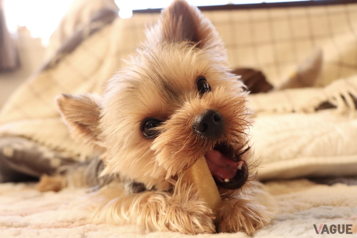 プライベートドッグラン、専用ドッグプールなど愛犬との特別な時間を過ごす