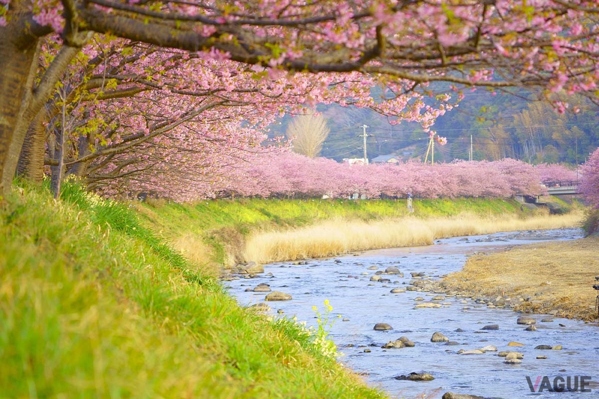 吉祥CARENより車で約20分の河津川沿いの桜並木で「河津桜まつり」が開催されます