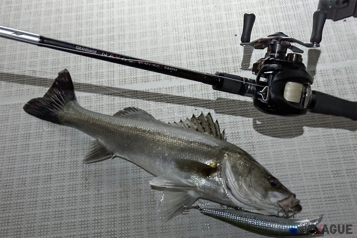 東京湾のボートゲームでキャッチしたシーバス。キャスティングからアクション、取り込みにいたるまでスムーズにこなせます