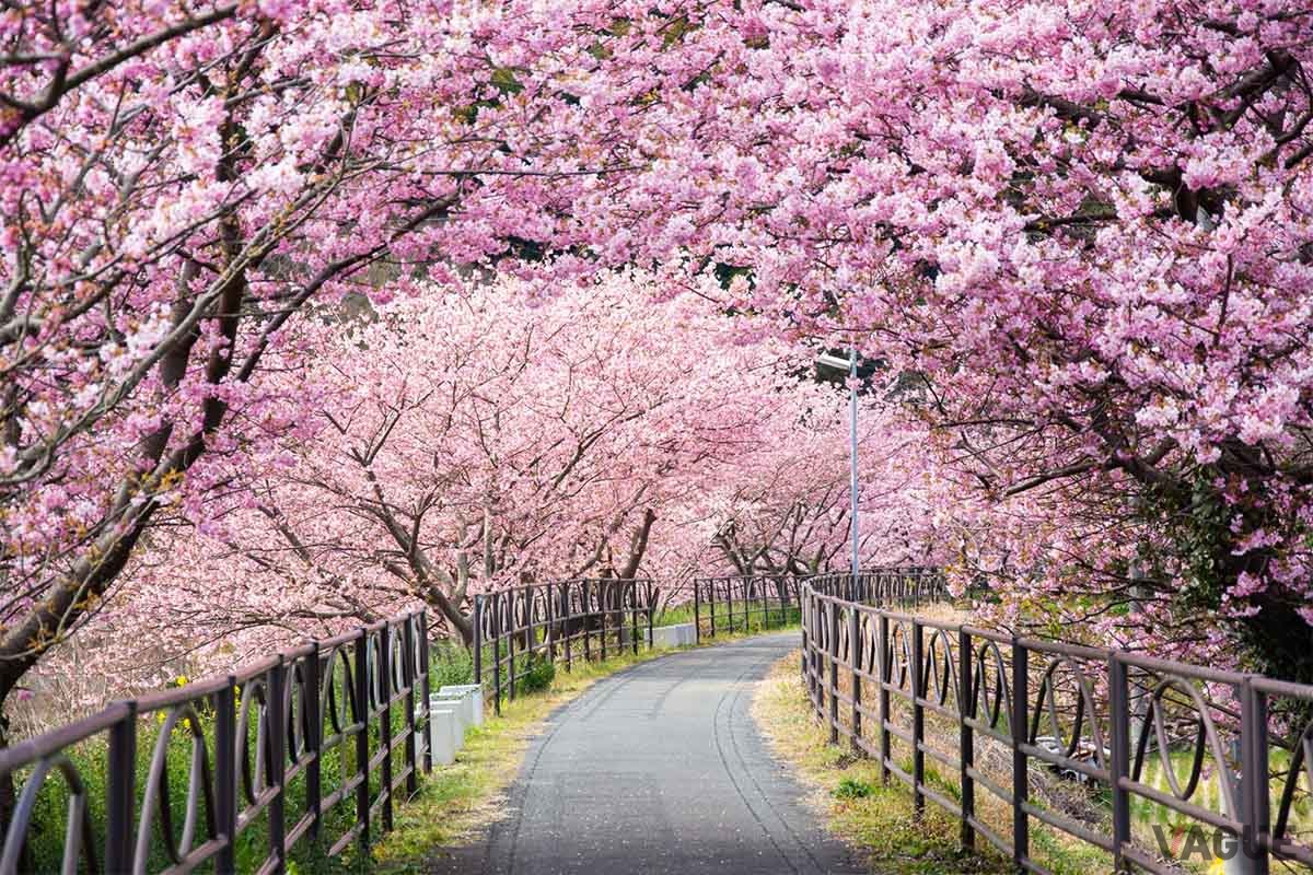 河津桜のトンネル