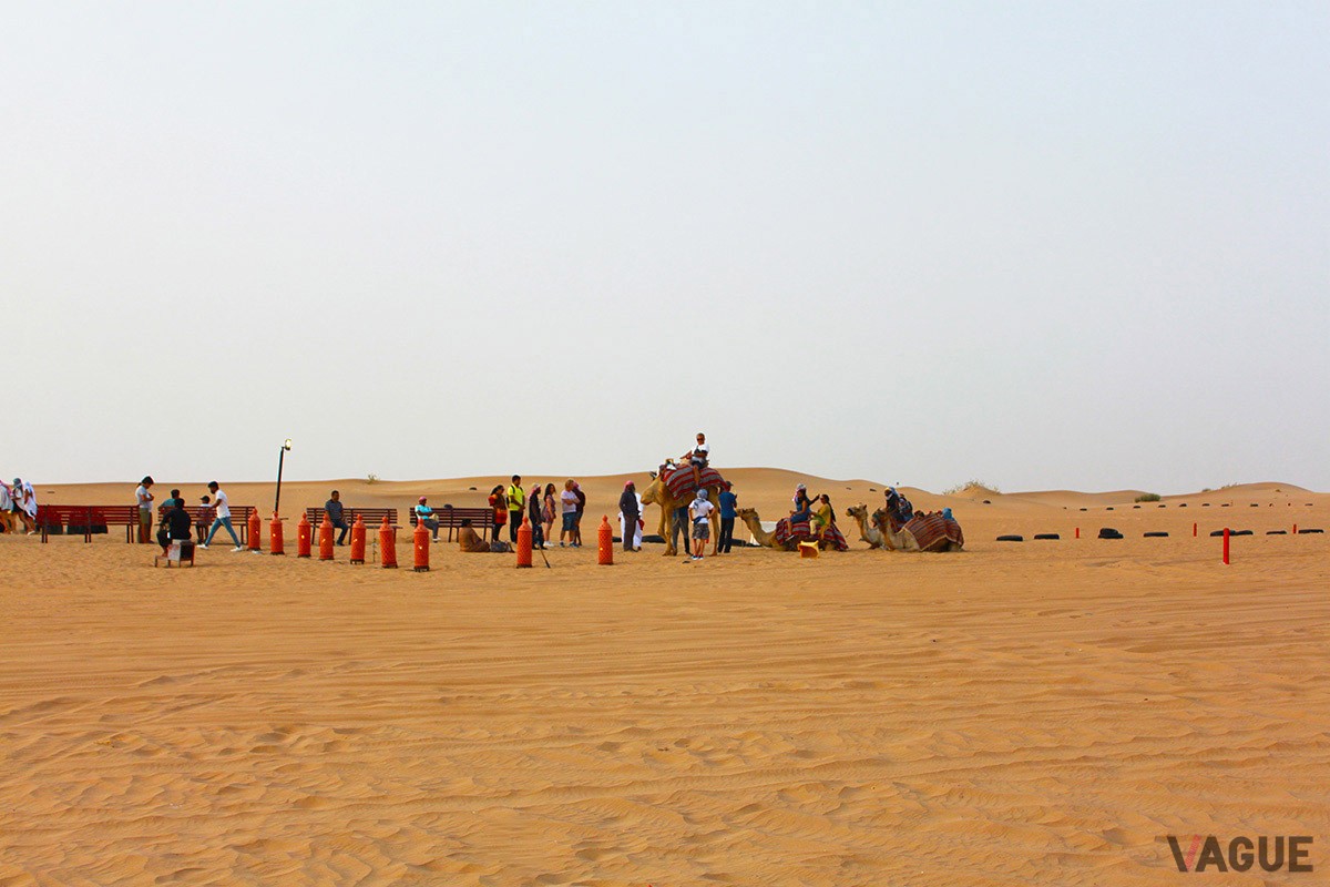 「デザートサファリ（砂漠ツアー）」では、ラクダとも触れ合える