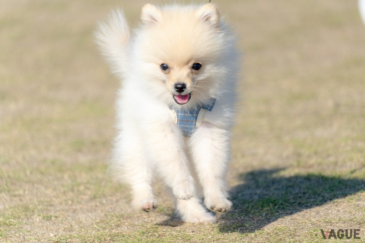 1棟限定で愛犬と一緒に過ごせるドッグフレンドリーな客室