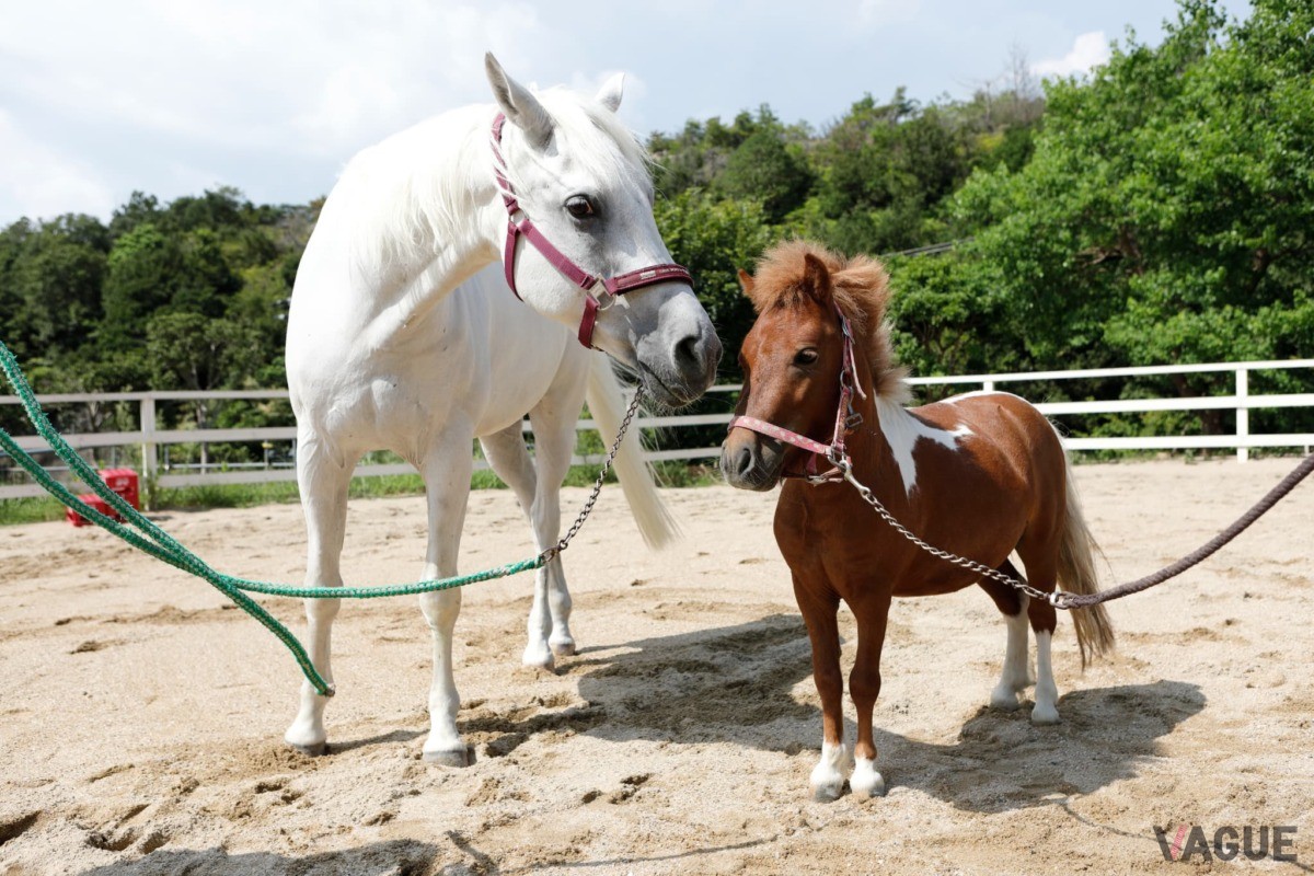 ふれあい広場にてポニーやミニチュアホースの餌やり体験や無料乗馬体験が楽しめる