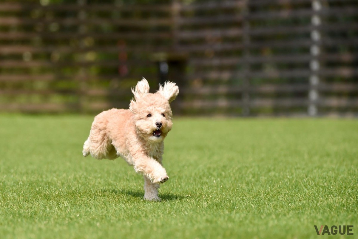 プライベートドッグラン完備で思いっきり愛犬を遊ばせることができる