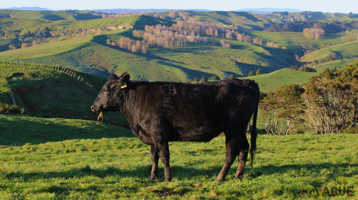 時間をかけて丁寧に肥育している