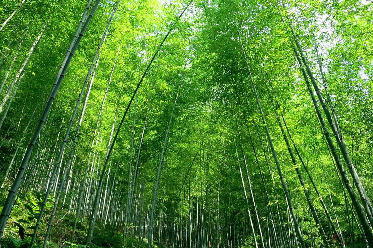 表面に虎柄模様が浮かぶ「虎斑竹（虎竹）」を使っている