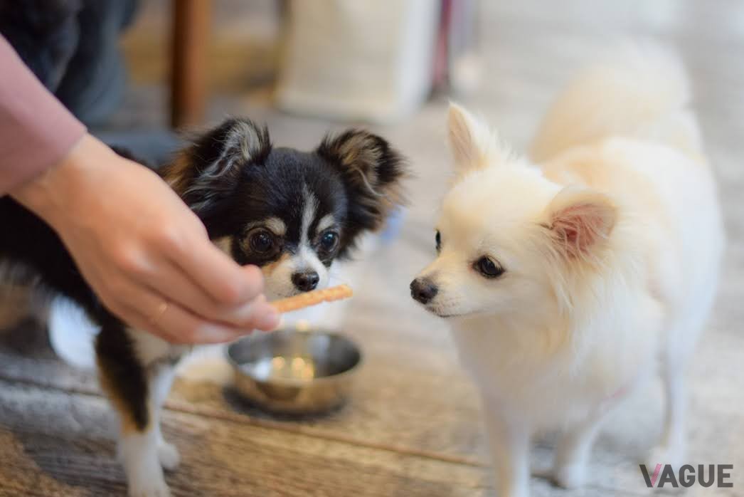 ドッグフレンドリーな愛犬サービス
