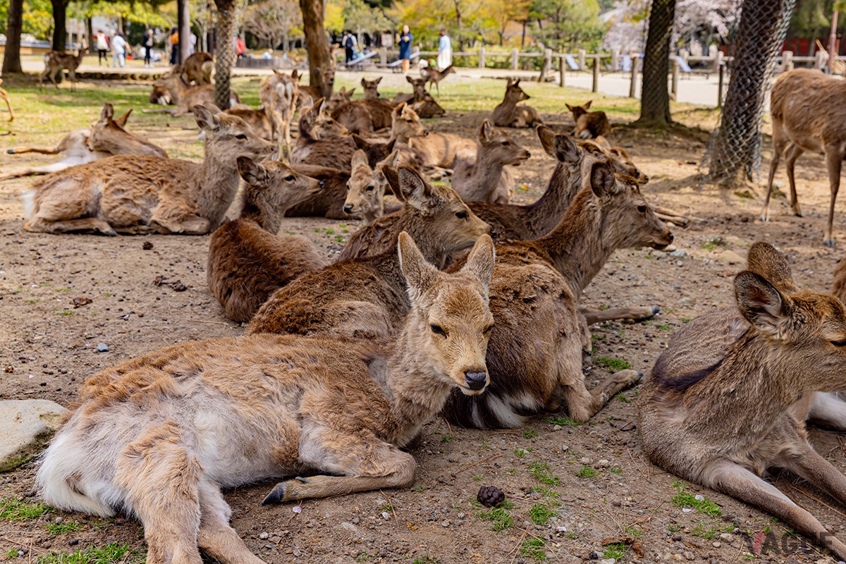 奈良公園