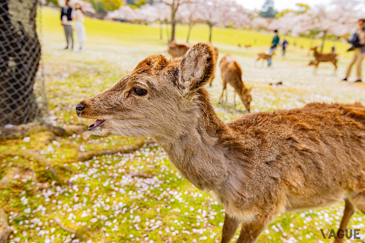 奈良公園