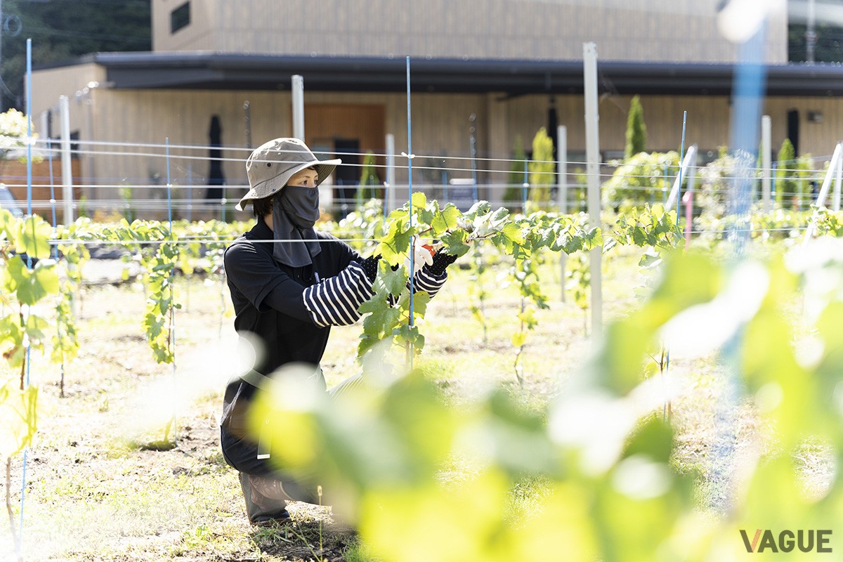 葡萄畑が広がる「7c｜seven cedars winery」
