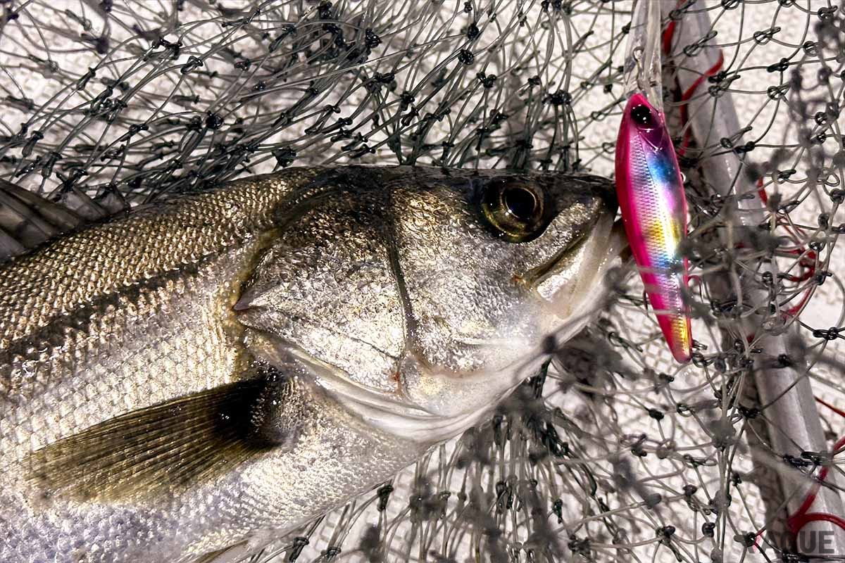 キャスティングが（偶然）決まるとシーバスはきちんと応えてくれます