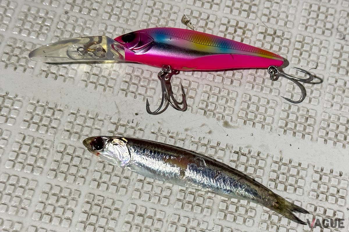 ボートの上でシーバスが吐き出したカタクチイワシ。ルアー選びの参考になります