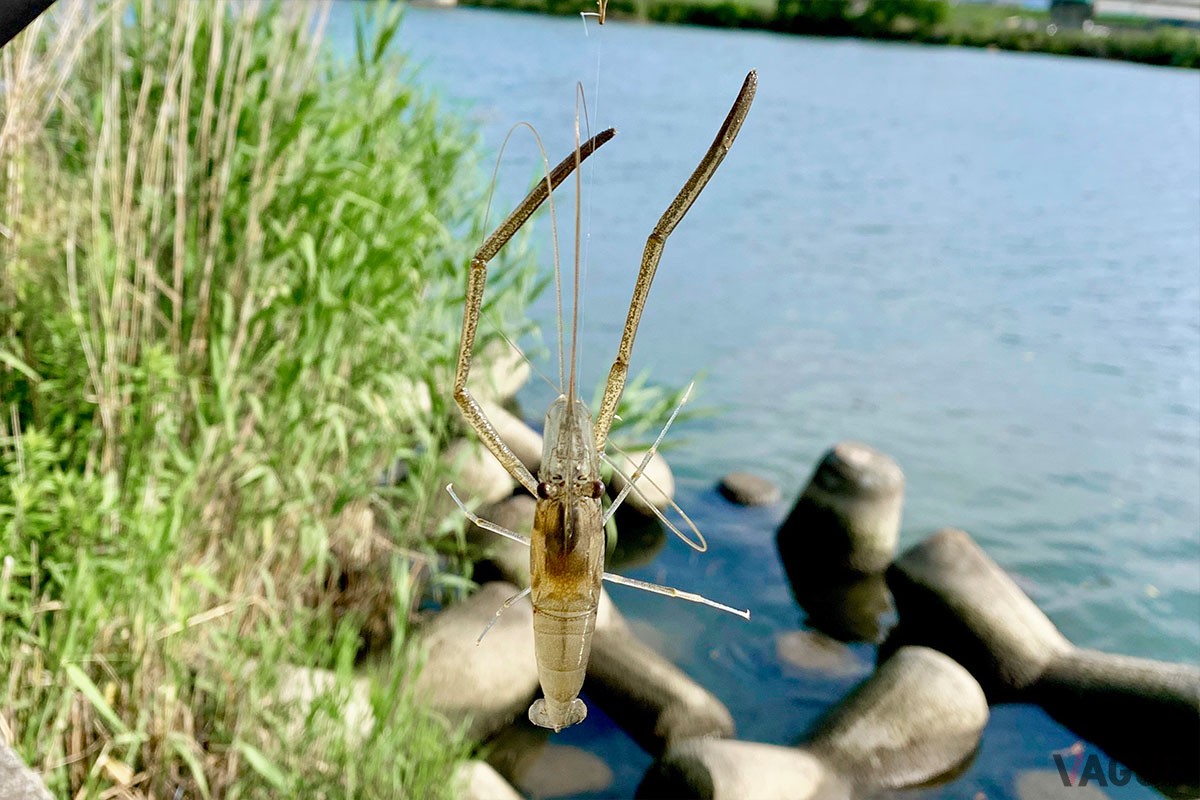 文字通り長い手腕とヒゲが特徴のテナガエビは、梅雨時期に人気のターゲット