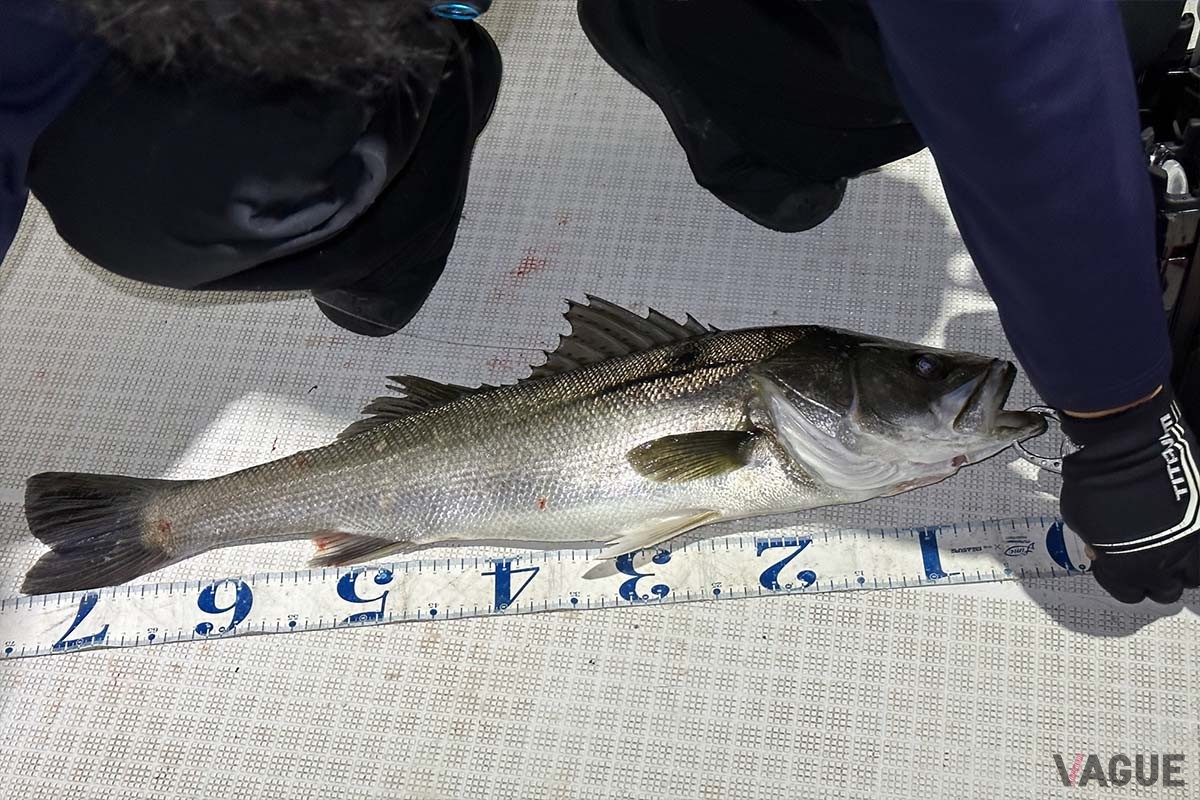 77cmありました！　80cmを超えた大型を「ランカー」と呼ぶそうですが、3センチ足りなくても十分の迫力です