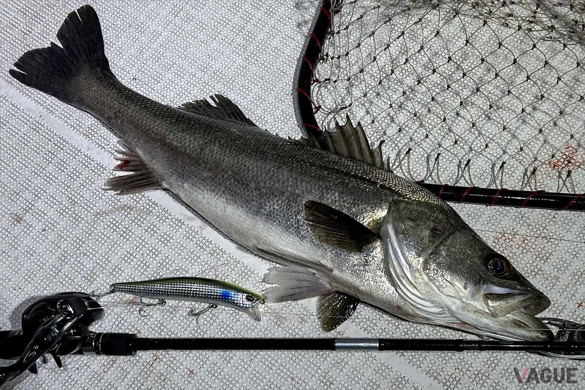 半信半疑で投げたビッグベイトでしたが、一撃で自己新更新（65cm）です。暴れるとかなりパワーがあるので、フックを外す際は怪我に注意が必要