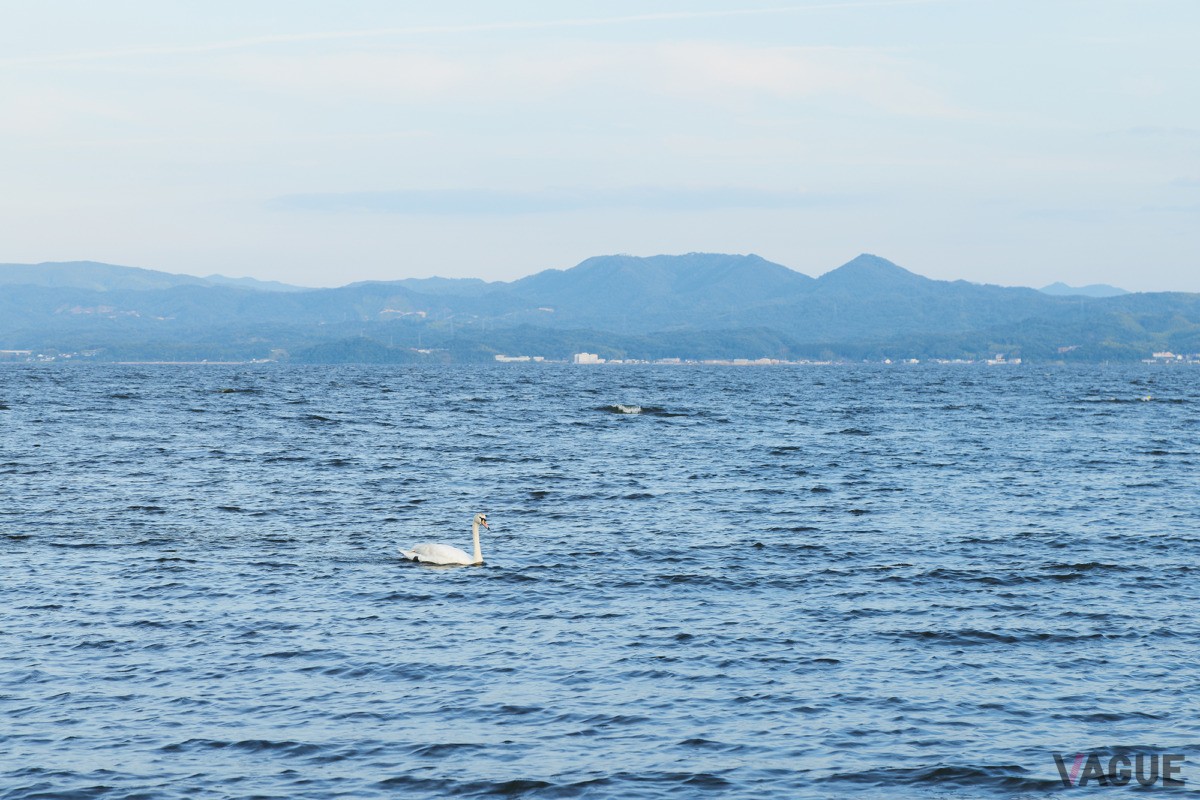 目の前の湖岸では白鳥が姿を現すことも