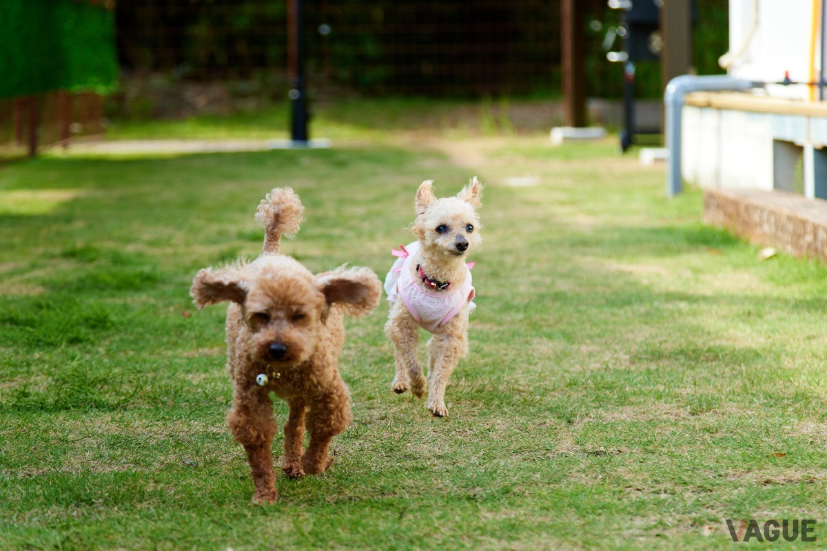 天然芝のドッグラン
