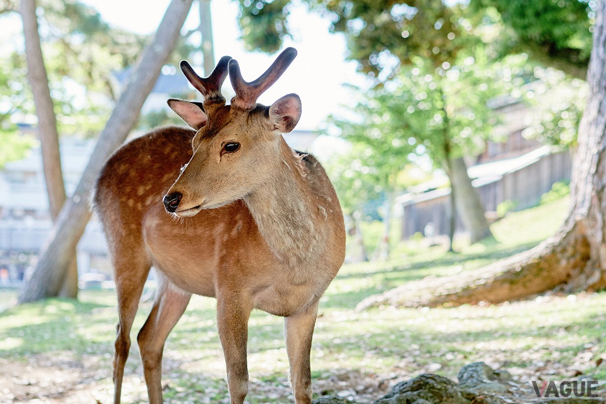 歴史ある町の観光拠点となる好⽴地