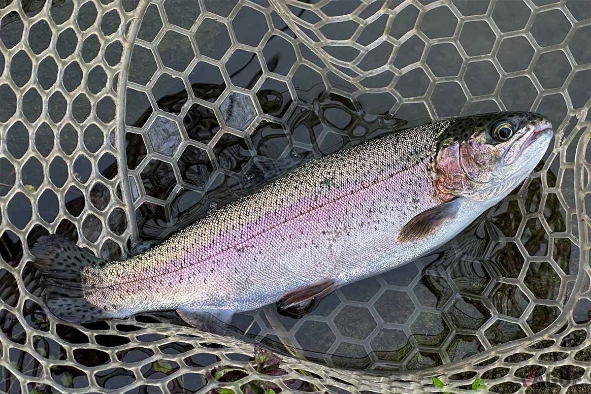 渓流や管理釣り場ではレインボートラウト（ニジマス）が狙えます