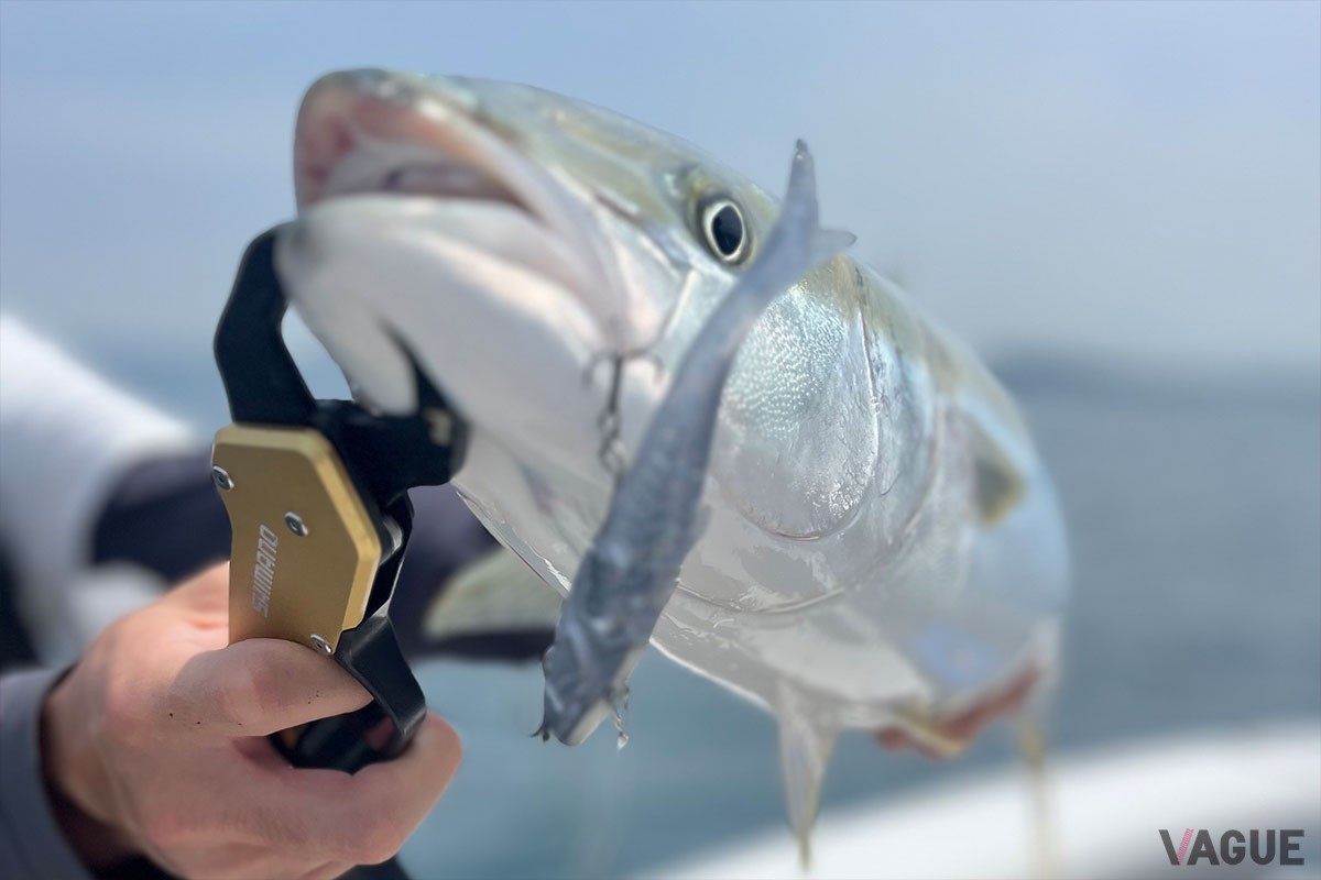 青物のブリももちろん狙えます