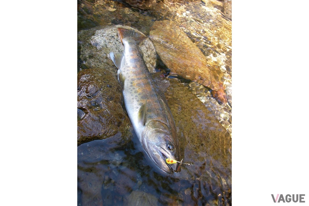 本山博之氏お気に入りのカラーNo.03 RSYLにヒットしたヤマメ