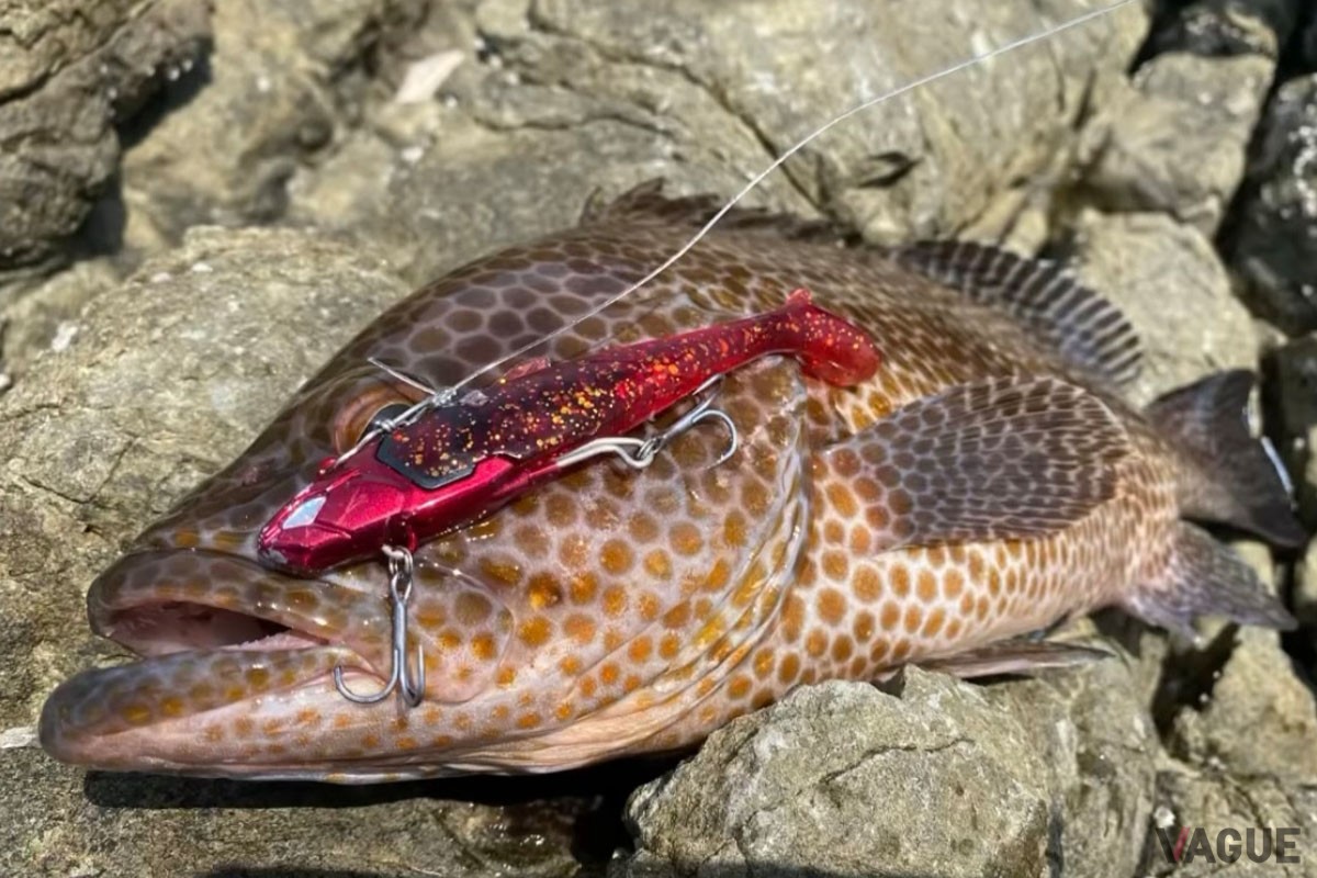 フィールドテストではオオモンハタもヒット