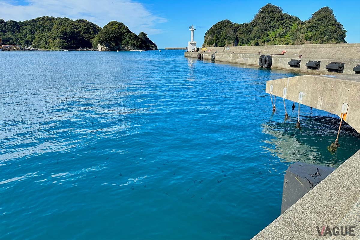 「タンク下」と呼ばれるポイントでは、小さなイカが群れ泳いでいました