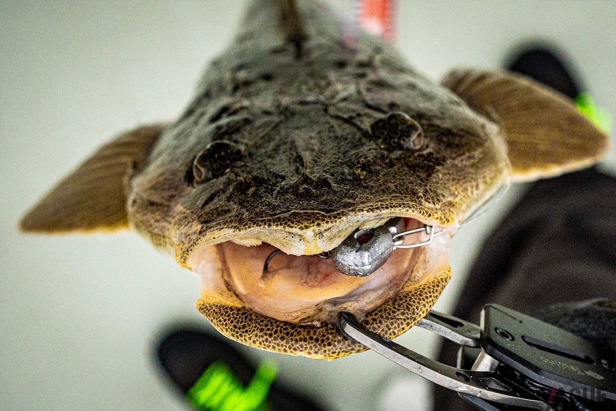 21グラムのノイドを丸呑みにしたマゴチ。柔軟なボディは吸い込みやすいのでバイトを確実にものにできます