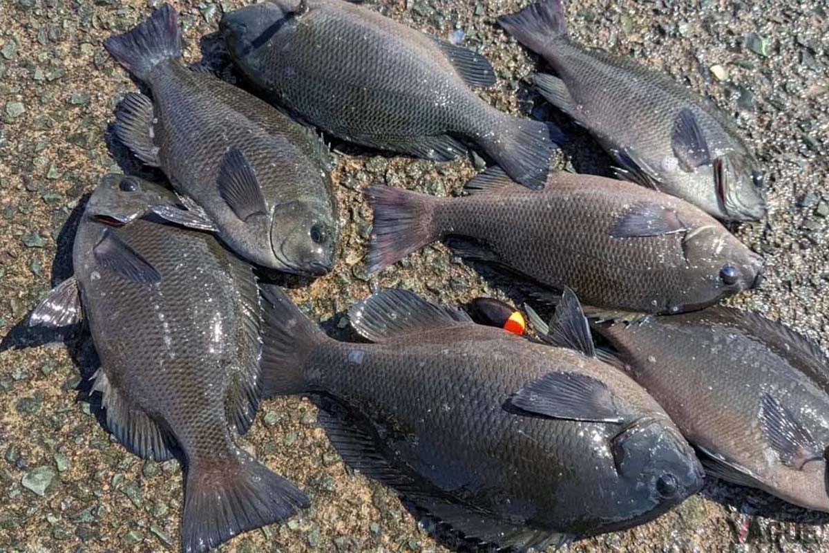 田子漁港の代表的なターゲットのメジナ。初心者でも始めやすく、ベテランをも魅了する釣り味が楽しめ、コツを掴めば大型もゲットできます！