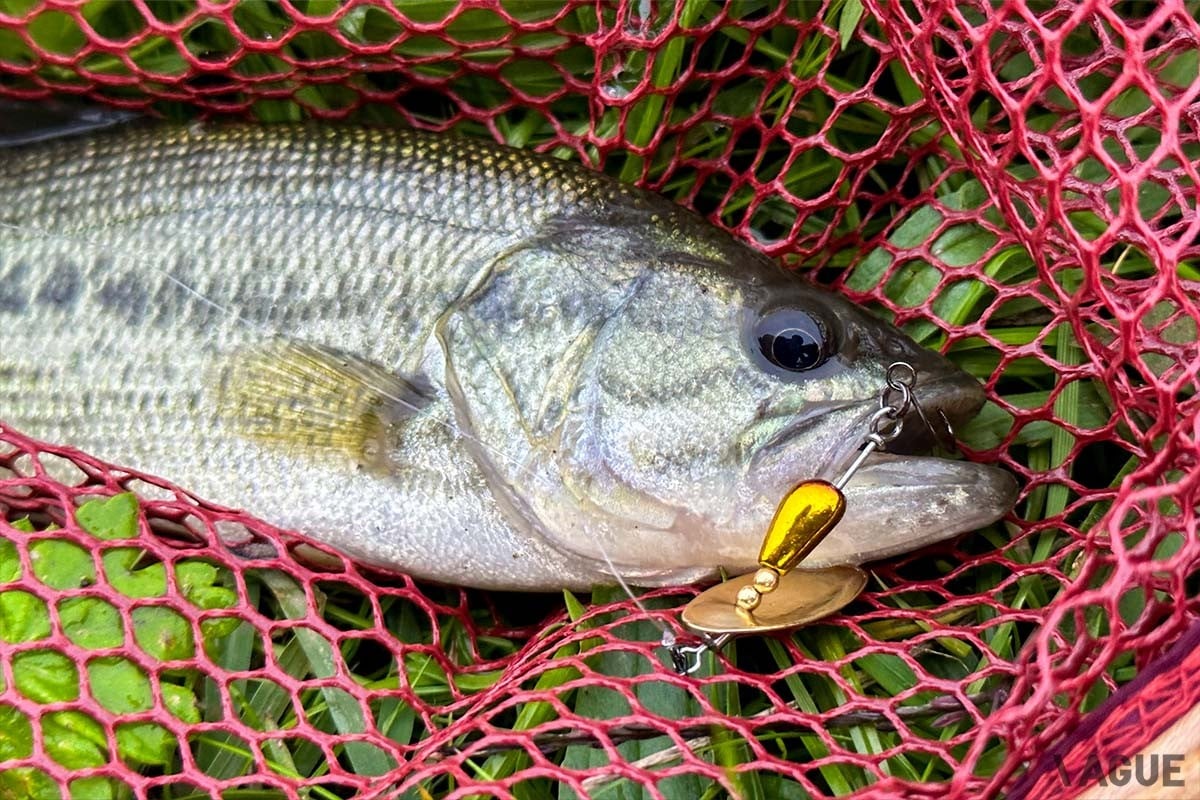 ブラックバスも釣れちゃいます