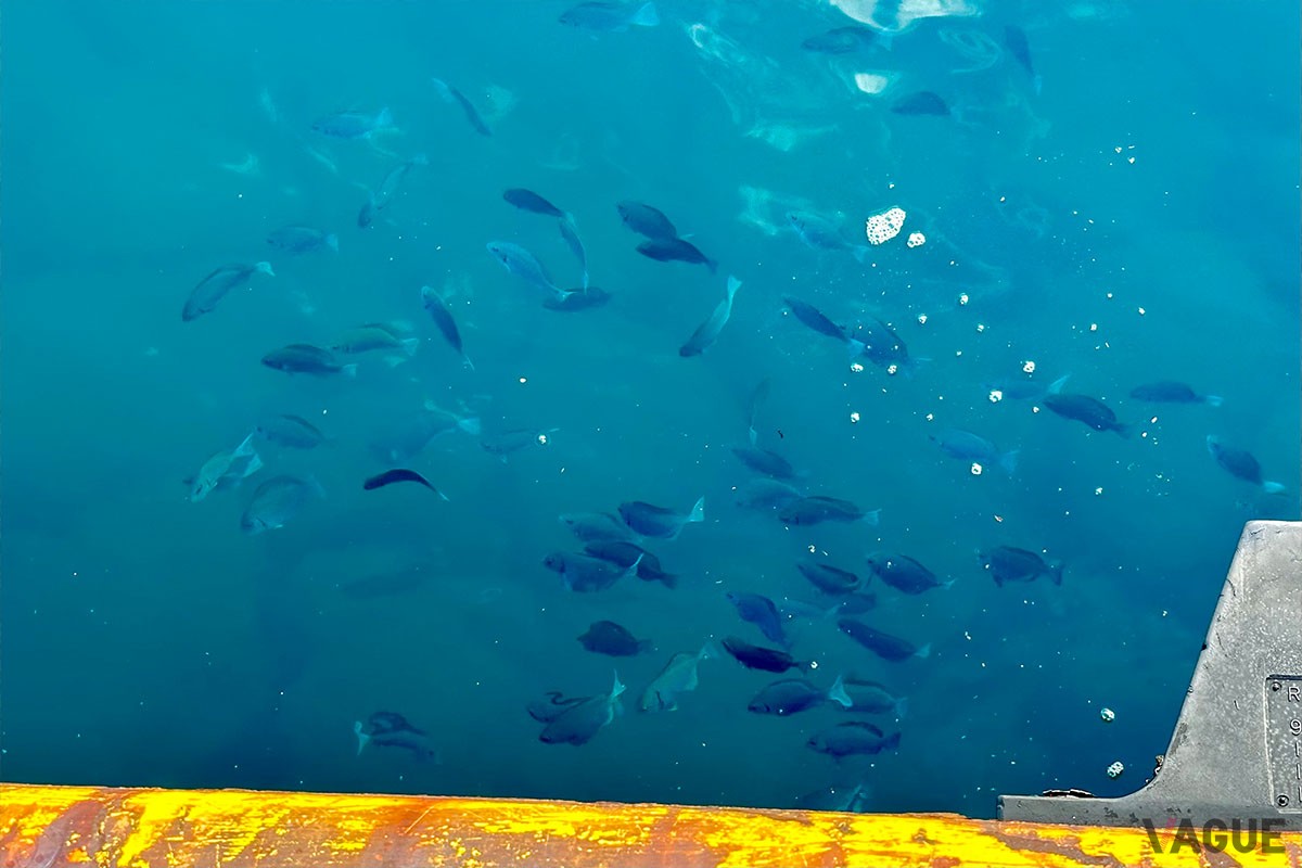 潮の透明度が高いので足元を泳ぐメジナが丸見え