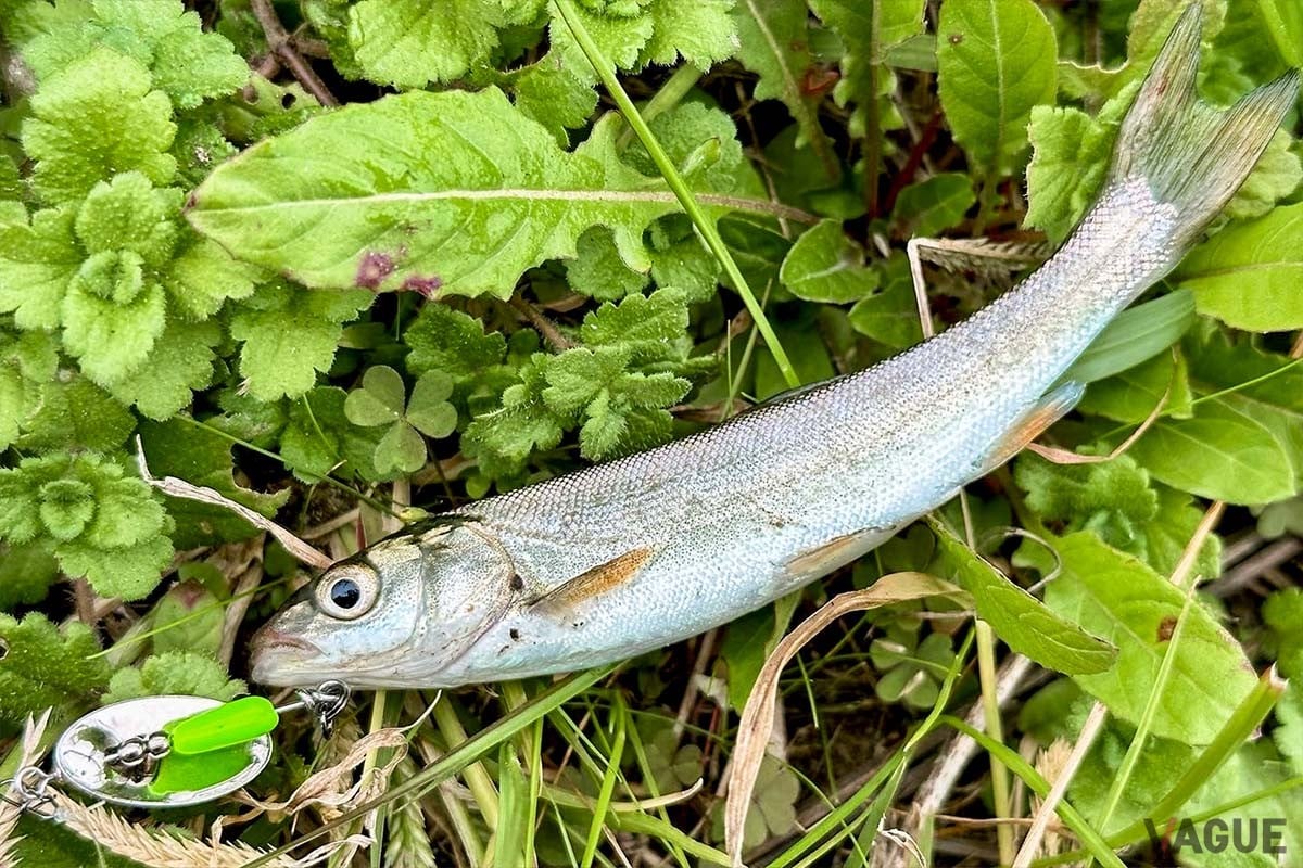 近年注目のウグイやカワムツを狙う“チャビング”でもスピナーは大活躍します