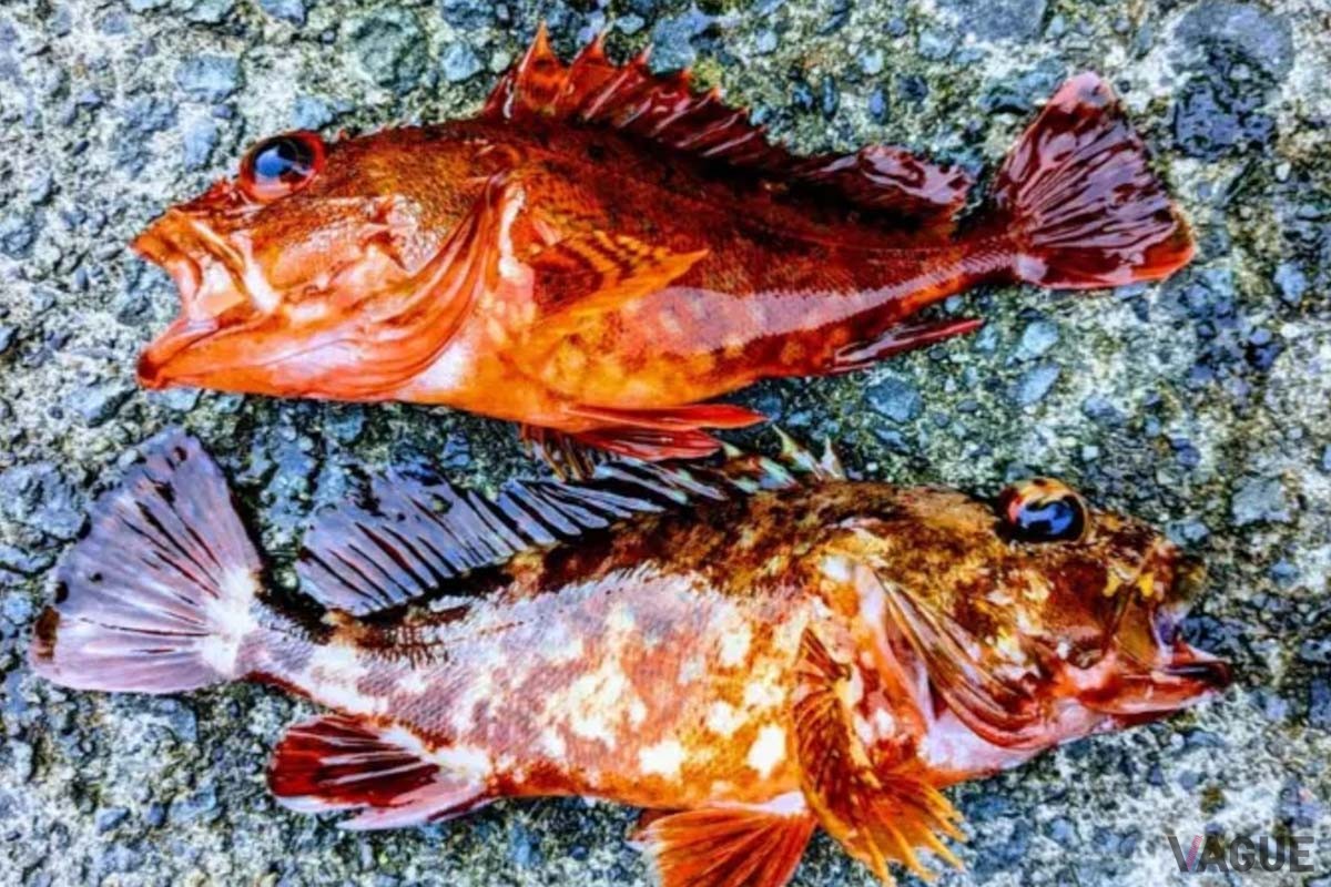 ワームやブラクリで狙いたいカサゴやアカハタ、オオモンハタなどの根魚も豊富
