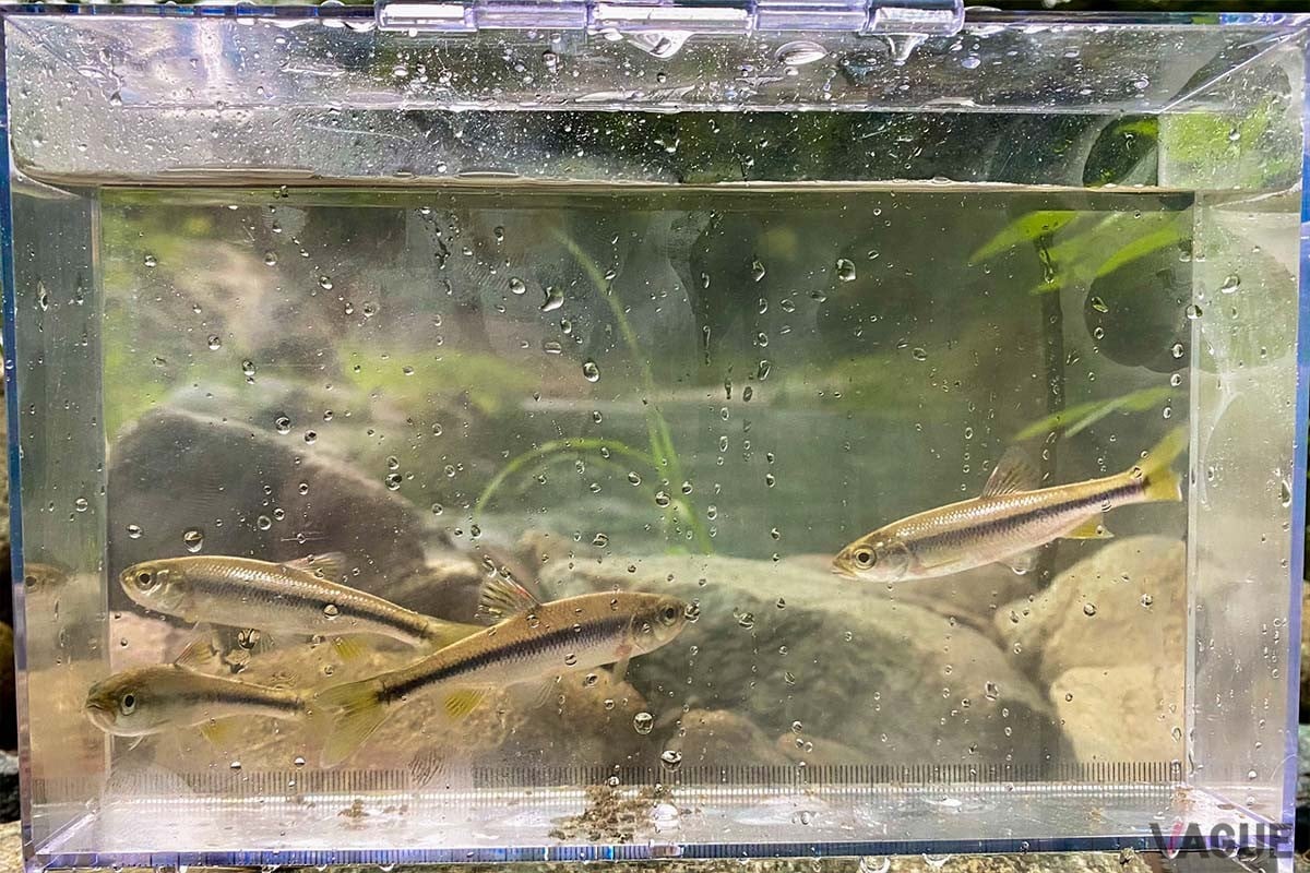 中流域ではこんな小さなカワムツがスピナーに群がる姿をよく目にします