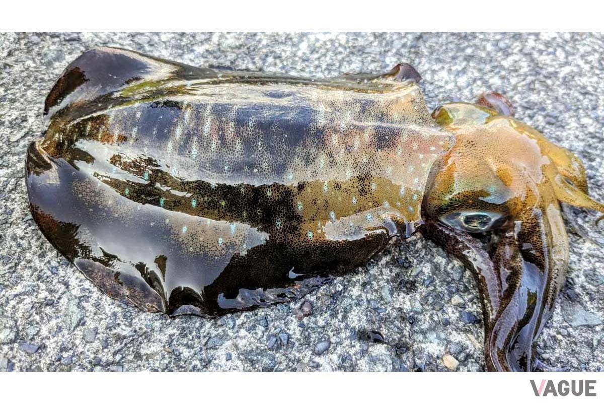 アオリイカは秋は小型〜中型。春は大型が釣れます。田子漁港ではアオリイカの捕獲制限（ひとり2ハイまで）を実施しています。節度あるキープとリリースにご協力ください