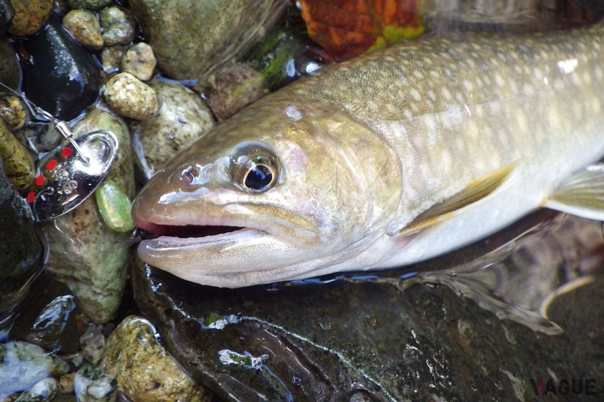 AR-Sの発案者であるプロフィッシャーの本山博之氏がヒットさせたイワナ