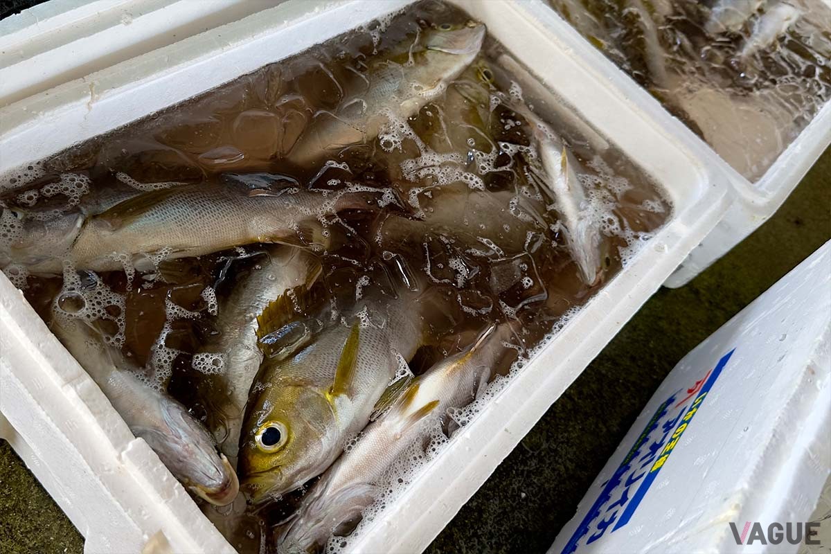 2024年の夏に「海釣りGO!」を使った有料釣り場をしてオープンする仁科漁港。漁協直営食堂「沖あがり食堂」、直売所「はんばた市場」もある、家族でのフィッシングトリップにもぴったりなエリアです