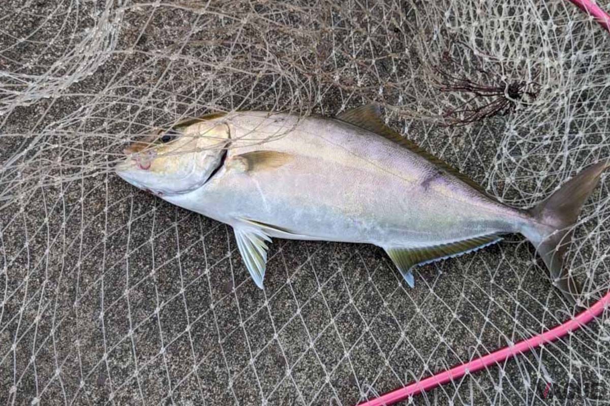 夏から秋にかけては、カンパチやイナダ、ワラサ、スズキなども漁港内を回遊。ソーダガツオはとくに良く釣れ、タチウオが現れる日もあるのだそう