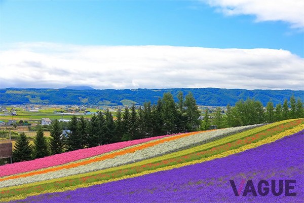 富良野「北海道」