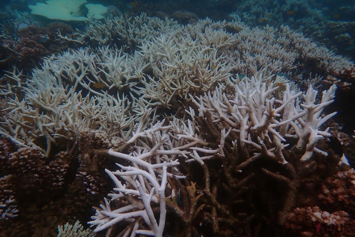 海水の温度上昇を原因としてサンゴのエサが少なくなることで起きる「白化現象」により、サンゴ礁が危機的状況に