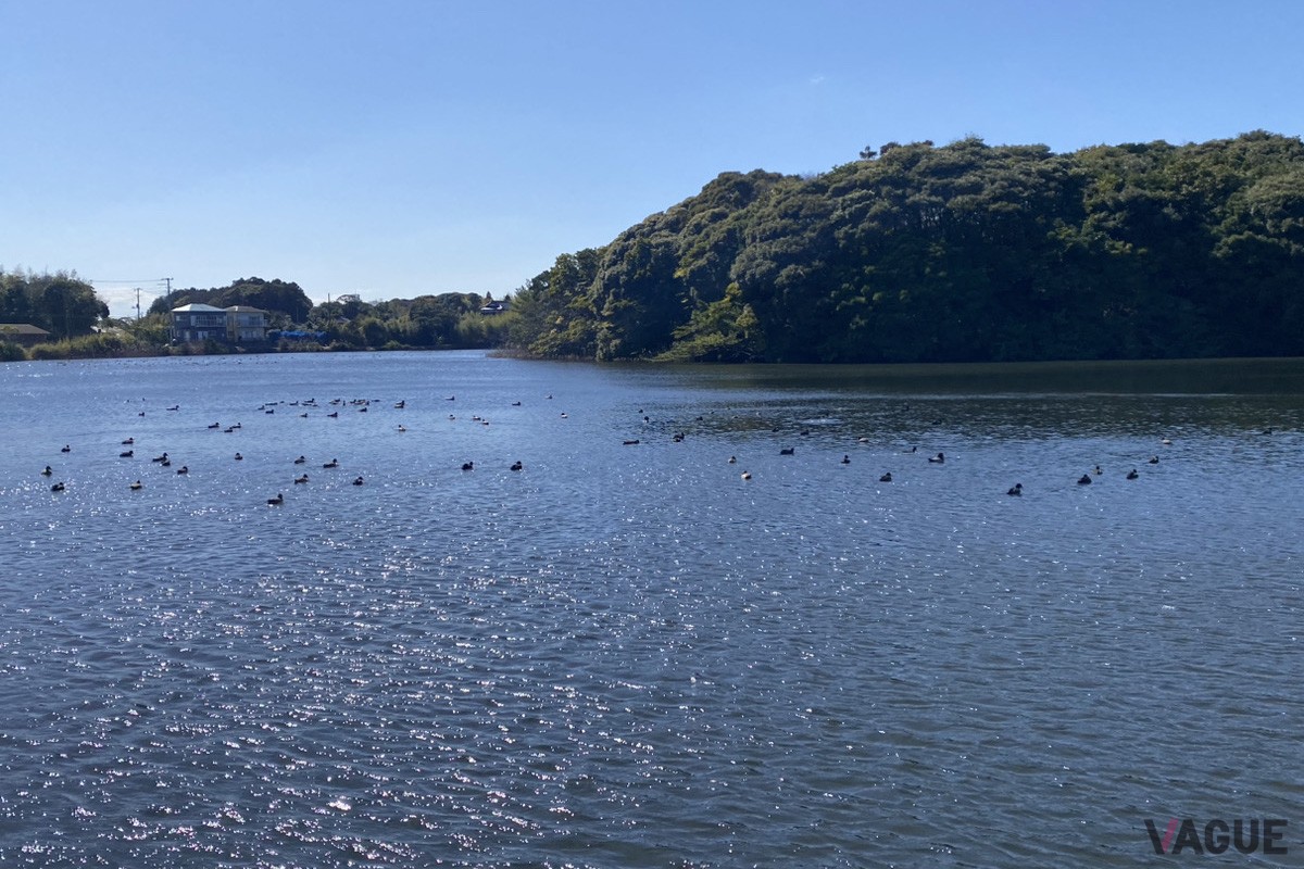 ヴィラ周辺に広がる美しい水辺の情景