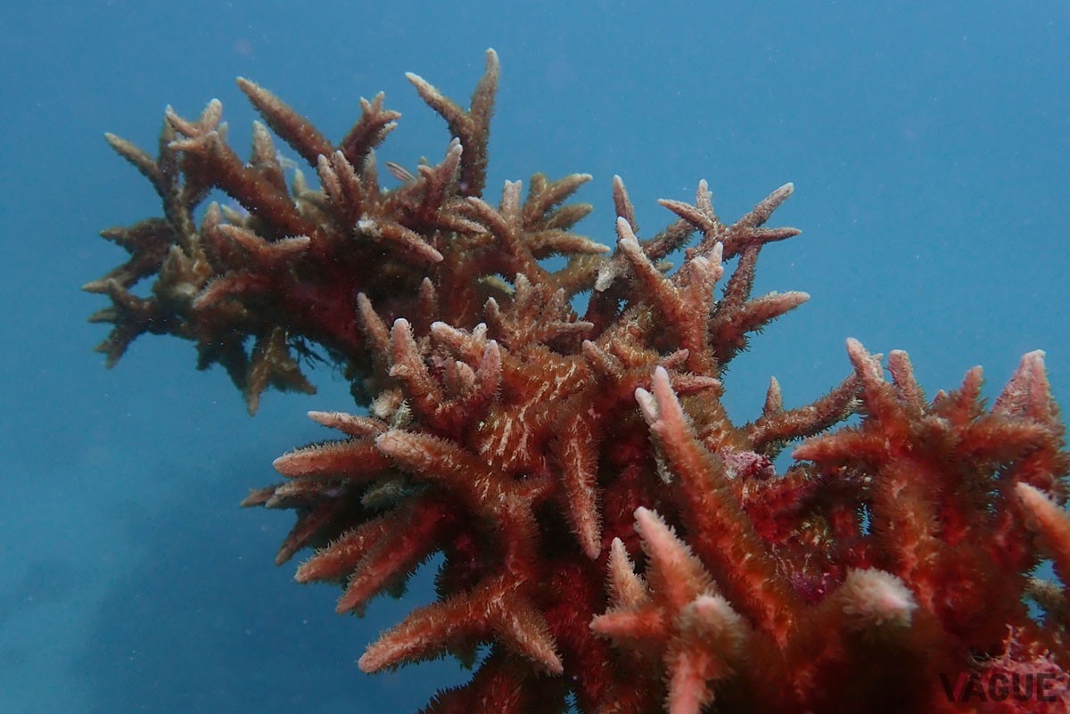 海水の温度上昇を原因としてサンゴのエサが少なくなることで起きる「白化現象」により、サンゴ礁が危機的状況に