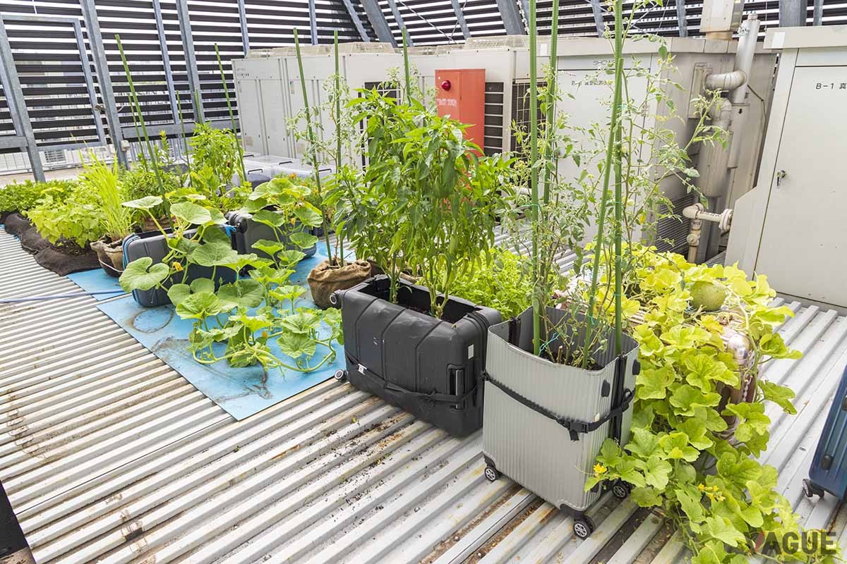 神田三崎町に建つ「庭のホテル」の“eco庭”プロジェクト