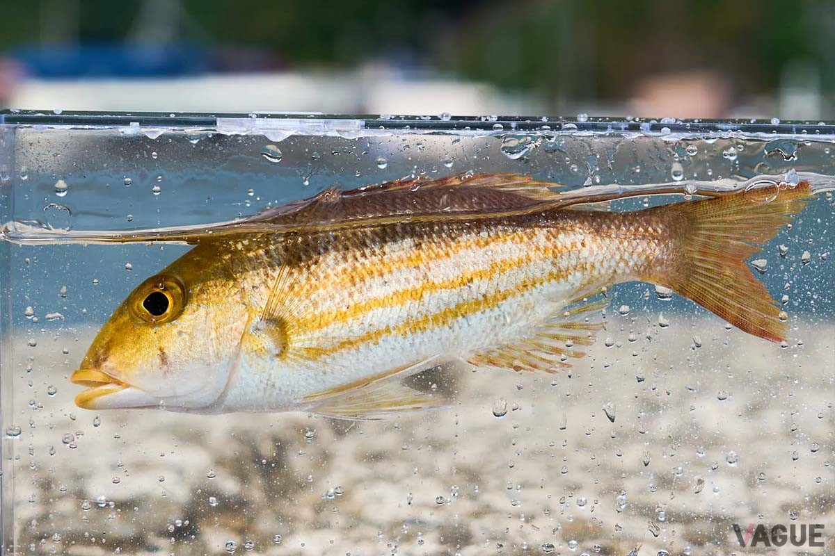 大物釣り師の憧れタマンことハマフエフキダイ。小型でもよく引くのだそうです
