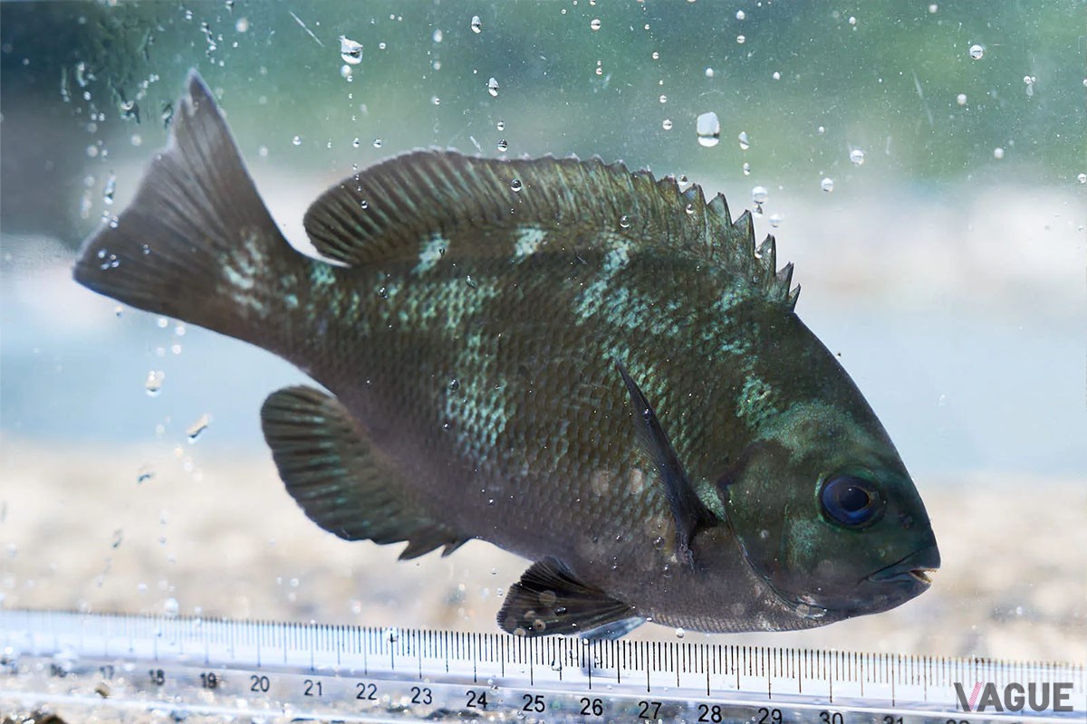 堤防の足元に姿を表すメジナ。西伊豆に多く生息する魚で、釣り味が面白いのでビギナーからベテランまで人気の魚種です